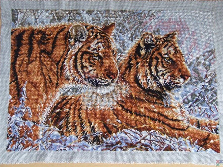 Бенгальский тигр риолис схема Бенгальский тигр риолис схема